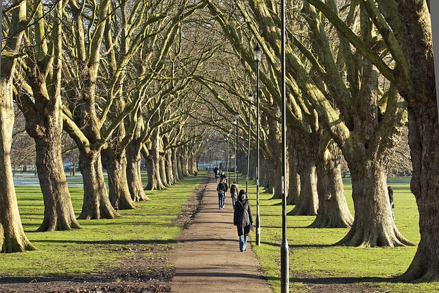 trees